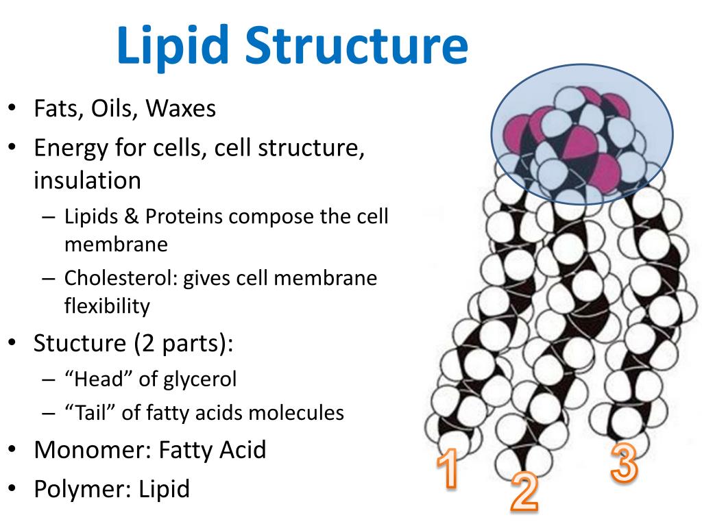 First structure. Lipid structure. Structure of lipid lipids. Membrane structure and lipids. Membrane lipids.
