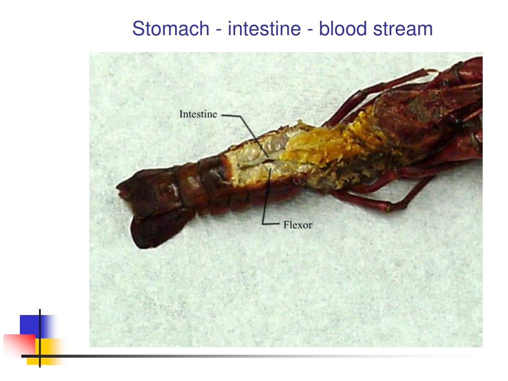 PPT - Basic Crayfish Anatomy PowerPoint Presentation, free download