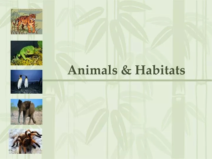 animal-habitats-pptx-powerpoint-bank2home