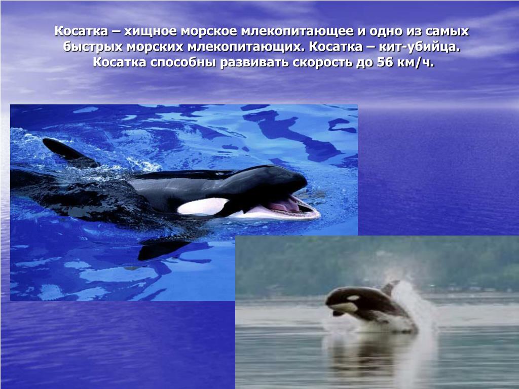 Китообразные водные млекопитающие. Всемирный день защиты морских млекопитающих. Морские млекопитающие систематика. Касатка среда обитания. День защиты водных млекопитающих.