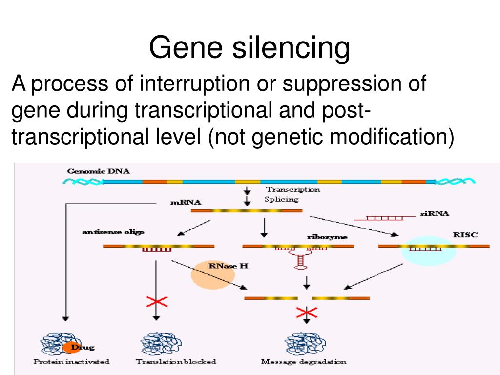 A process of interruption or suppression of gene during transcriptional and...
