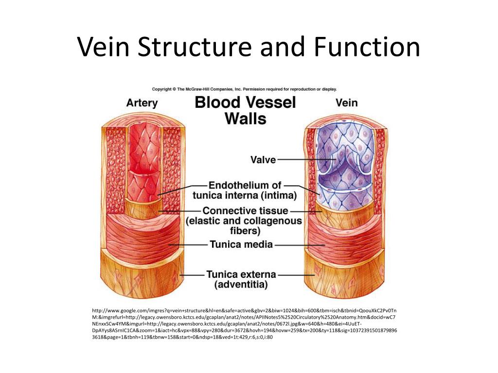 PPT Flow Of Blood And Vessel Structure And Location PowerPoint 