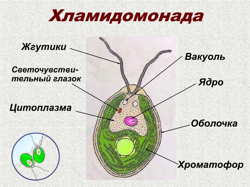 Органоид водоросли. Строение одноклеточных зеленых водорослей. Строение клетки Chlamydomonas. Клетка хламидомонады рисунок. Рисунок одноклеточной водоросли хламидомонады.
