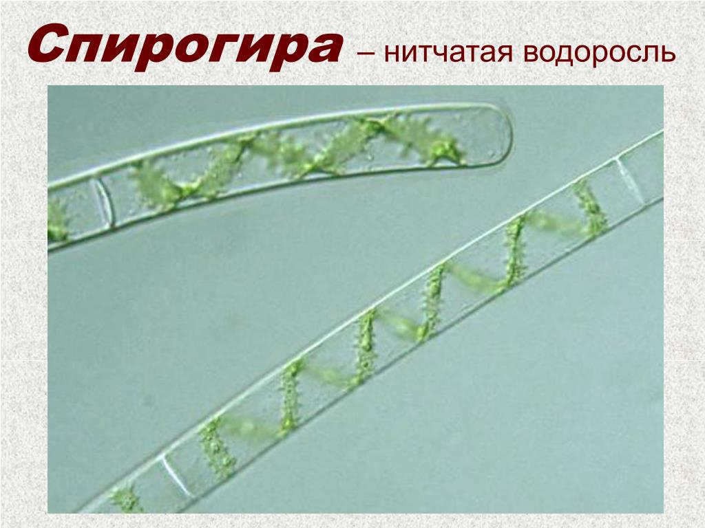 Спирогира нитчатая. Спирогира водоросль. Пигменты спирогиры. Нитчатые зеленые водоросли.