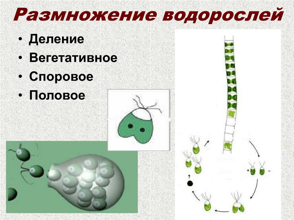 Размножение водорослей вдоль азовского моря. Вегетативное размножение водорослей. Размножение водорослей спорами. Половое размножение водорослей. Размножение водорослей 6 класс.