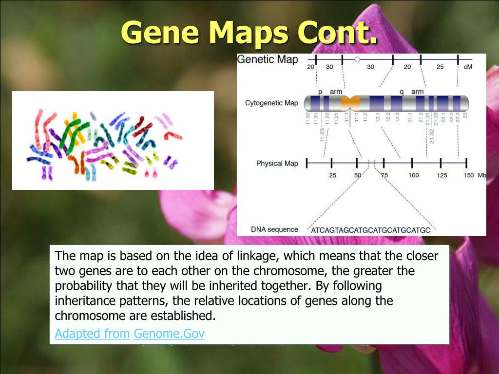 PPT - Unit 10 - Genetics PowerPoint Presentation, free download - ID ...