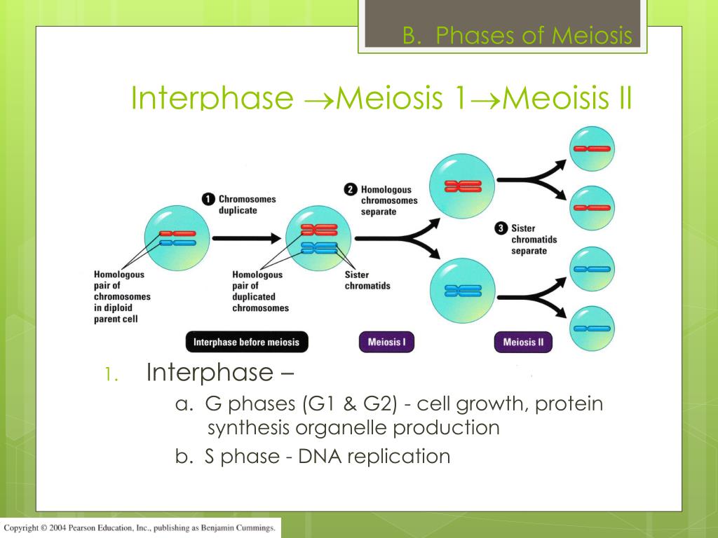 Ppt Chapter 11 4 Meiosis Powerpoint Presentation Free Download Id 6783376