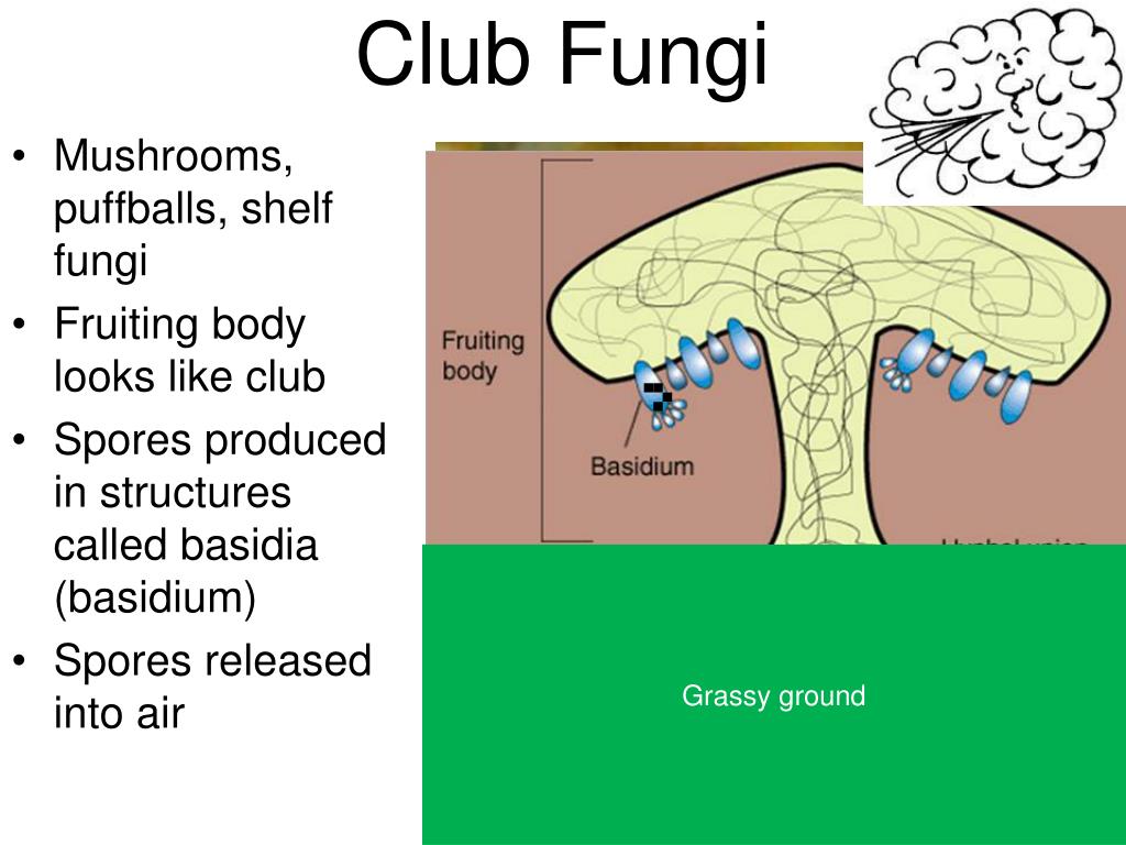 Ppt Kingdom Fungi Powerpoint Presentation Free Download Id Ppt Kingdom Fungi Powerpoint Presentation Free Download Id