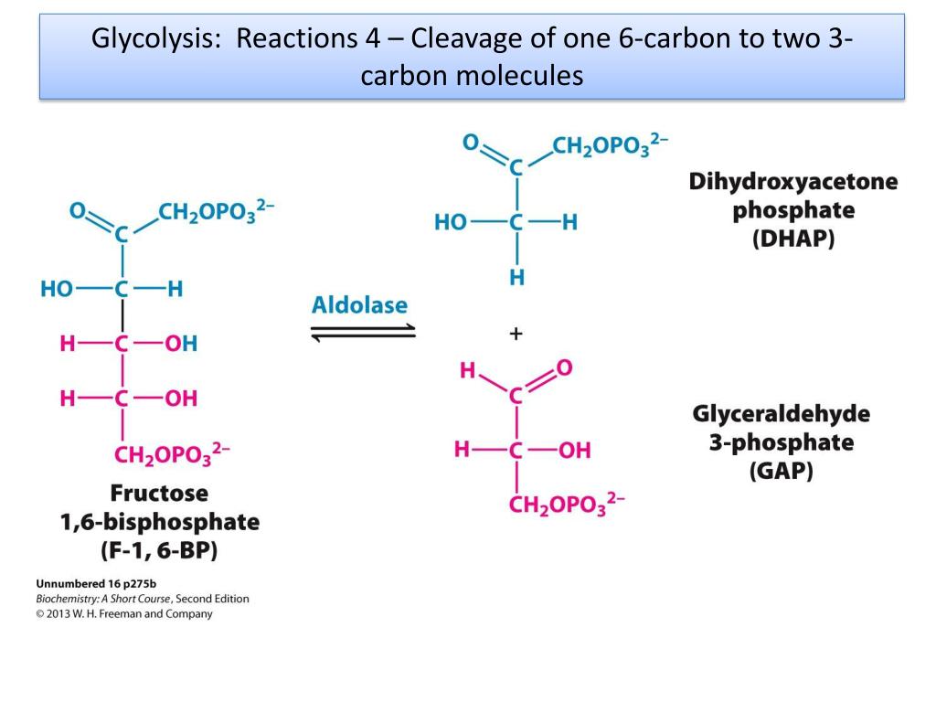 6 1 3. Fructose-1-phosphate формула. Фруктоза 1 фосфат альдолаза. Дегидроксиацетонфосфат. Дигидроксиацетон фосфат.