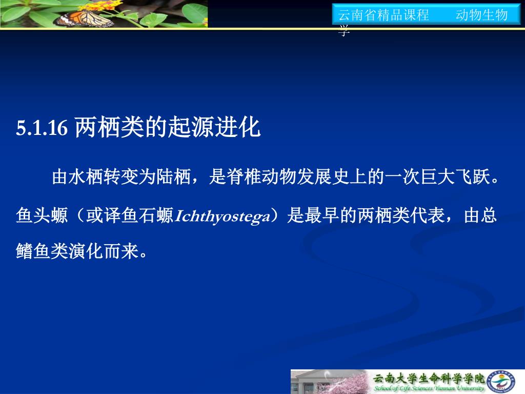 Ppt 动物生物学 动物的进化 Powerpoint Presentation Id Ppt 动物生物学 动物的进化 Powerpoint Presentation Id