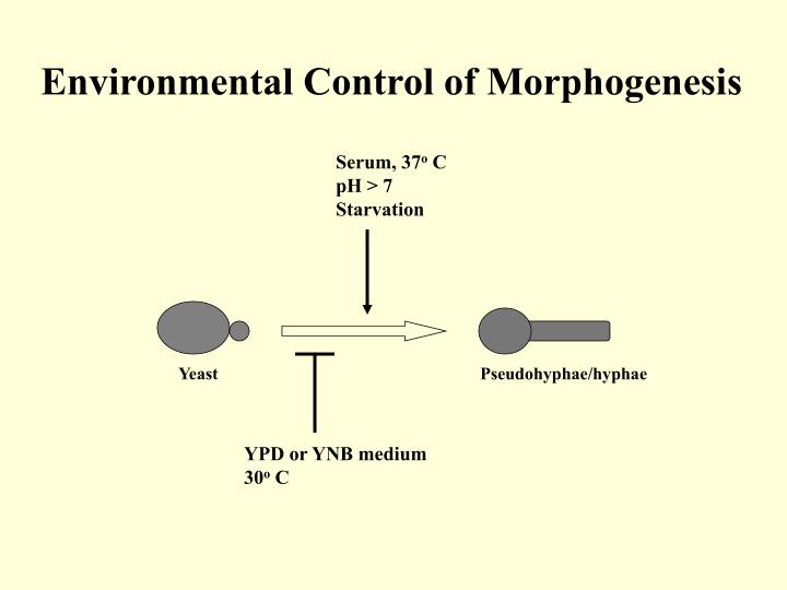 ppt opportunistic pathogen powerpoint presentation id 6786218 opportunistic pathogen