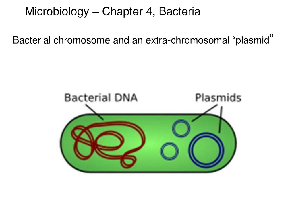 Вирус бактерия или плазмида несущая встроенный фрагмент. Строение плазмид бактерий. Строение бактерии плазмида. Плазмида строение. Плазмиды бацилл.