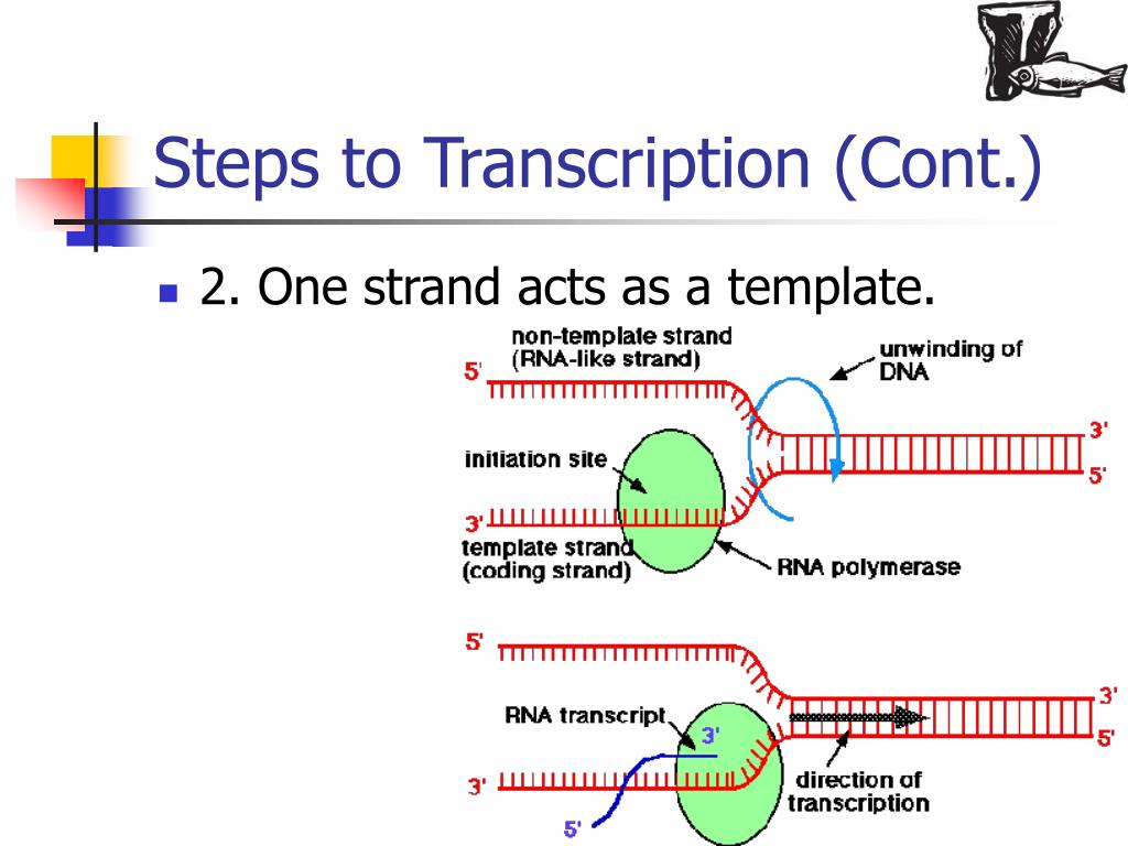 transcribe and translate dna