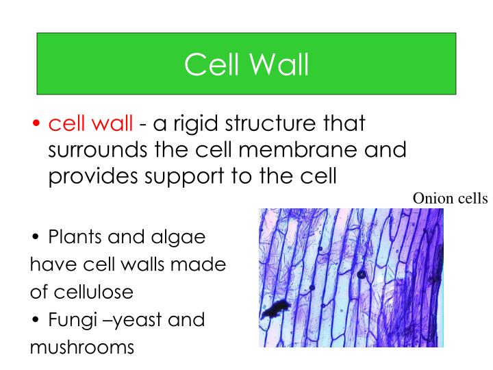 PPT - Holt Cells, Heredity and Classification PowerPoint Presentation ...