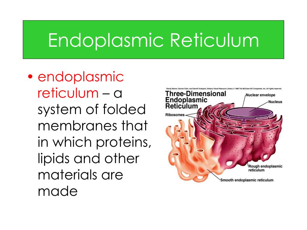 What is a endoplasmic reticulum job