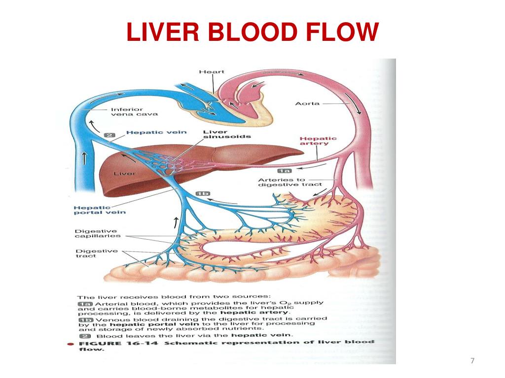 Liver Anatomy Blood Flow Liver Anatomy Blood Flow