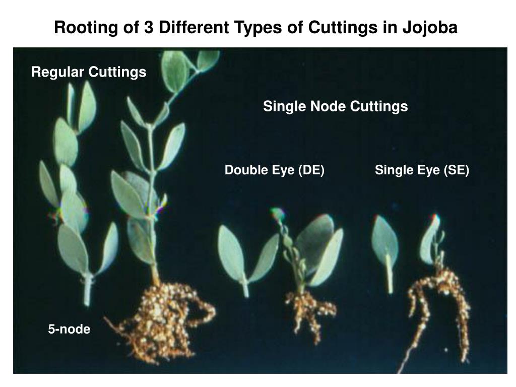 PPT Plant Propagation by Cuttings PowerPoint Presentation, free