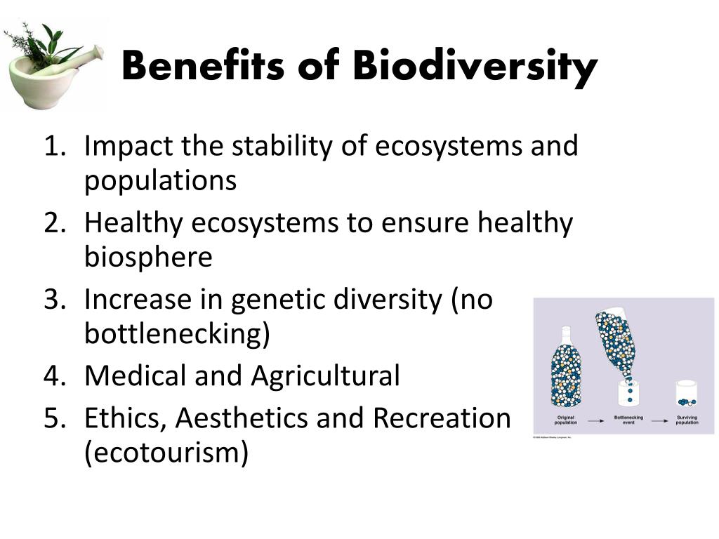 ppt-chapter-10-biodiversity-p-240-258-powerpoint-presentation-free