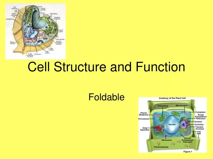 Ppt Cell Structure And Function Powerpoint Presentation Free Download Id6800281 6834