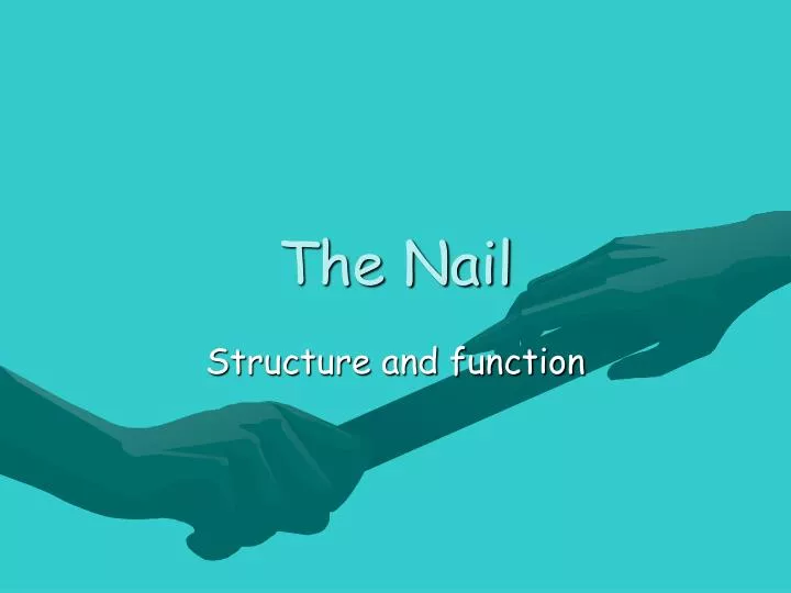 the nail n.