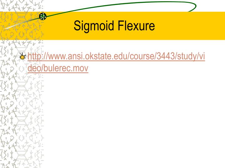 bulls have sigmoid flexture bulls have sigmoid flexture
