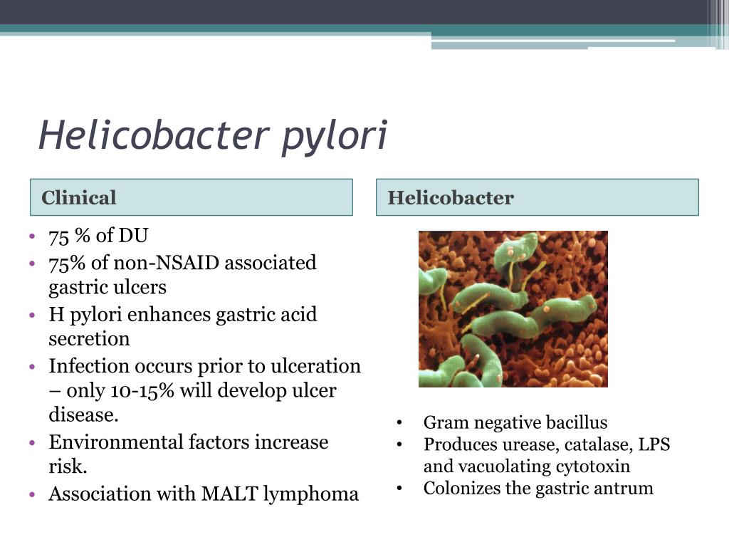 Alimentos helicobacter pylori