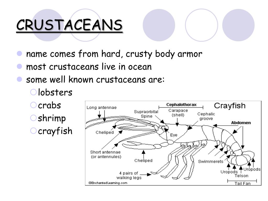 Ppt Crustaceans Powerpoint Presentation Free Download Id Ppt Crustaceans Powerpoint Presentation Free Download Id