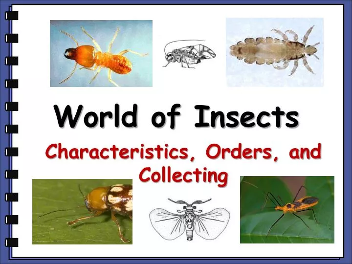 PPT World Of Insects PowerPoint Presentation Free Download ID 6801762