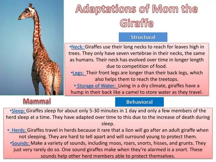 PPT - Adaptations of Mom the Giraffe PowerPoint Presentation, free