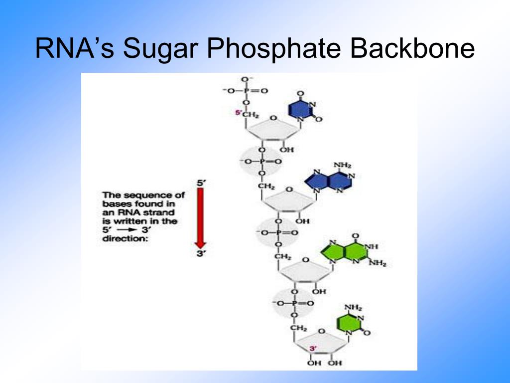 dna molecule sugar phosphate backbone and nucleotides dna molecule sugar phosphate backbone and nucleotides