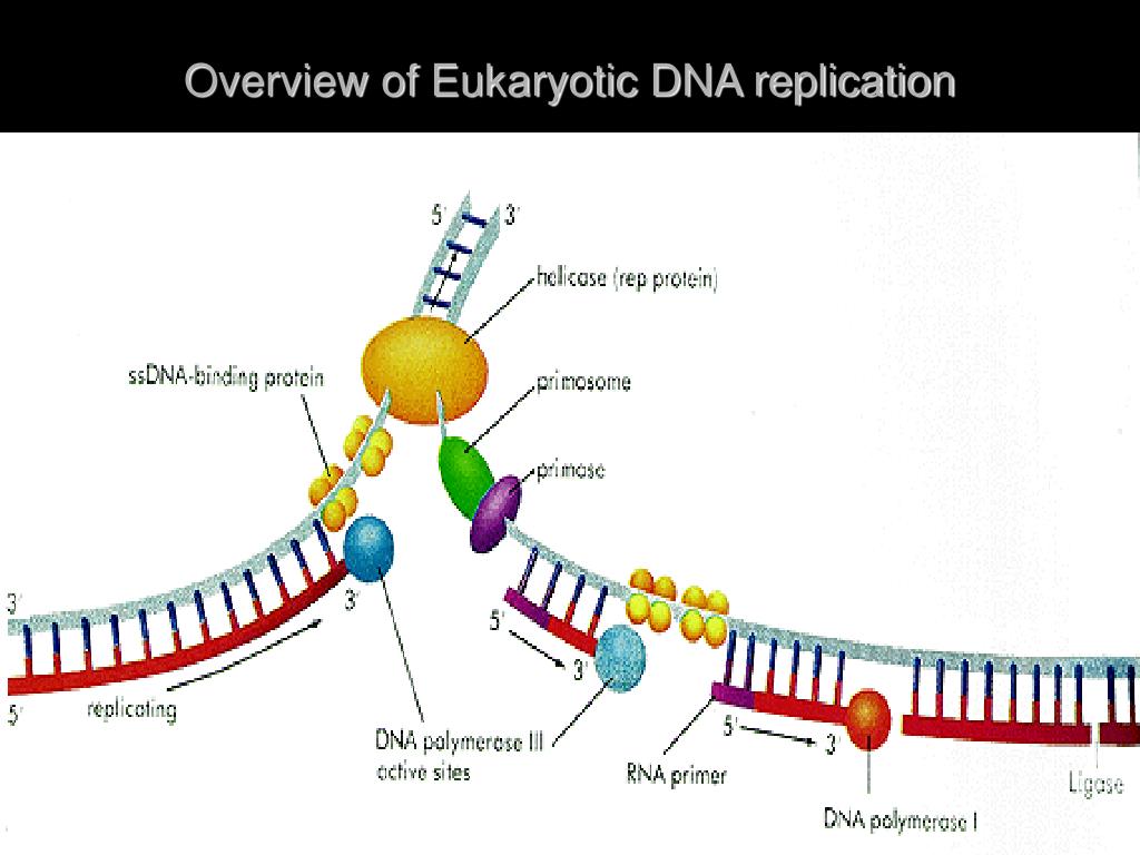 Ssb белок. ДНК полимераза репликация ДНК. Eukaryotic DNA Replication. Элонгация репликации биохимия. Элонгация репликации ДНК.