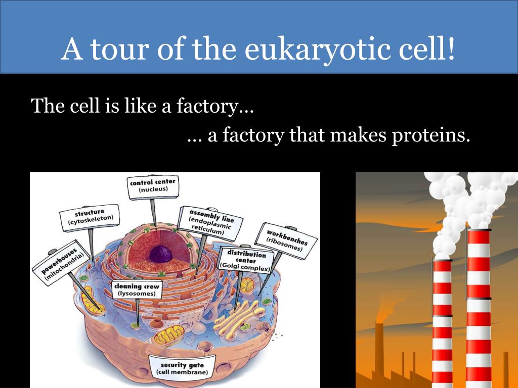 Ppt cell structure powerpoint presentation free download id 6805170
