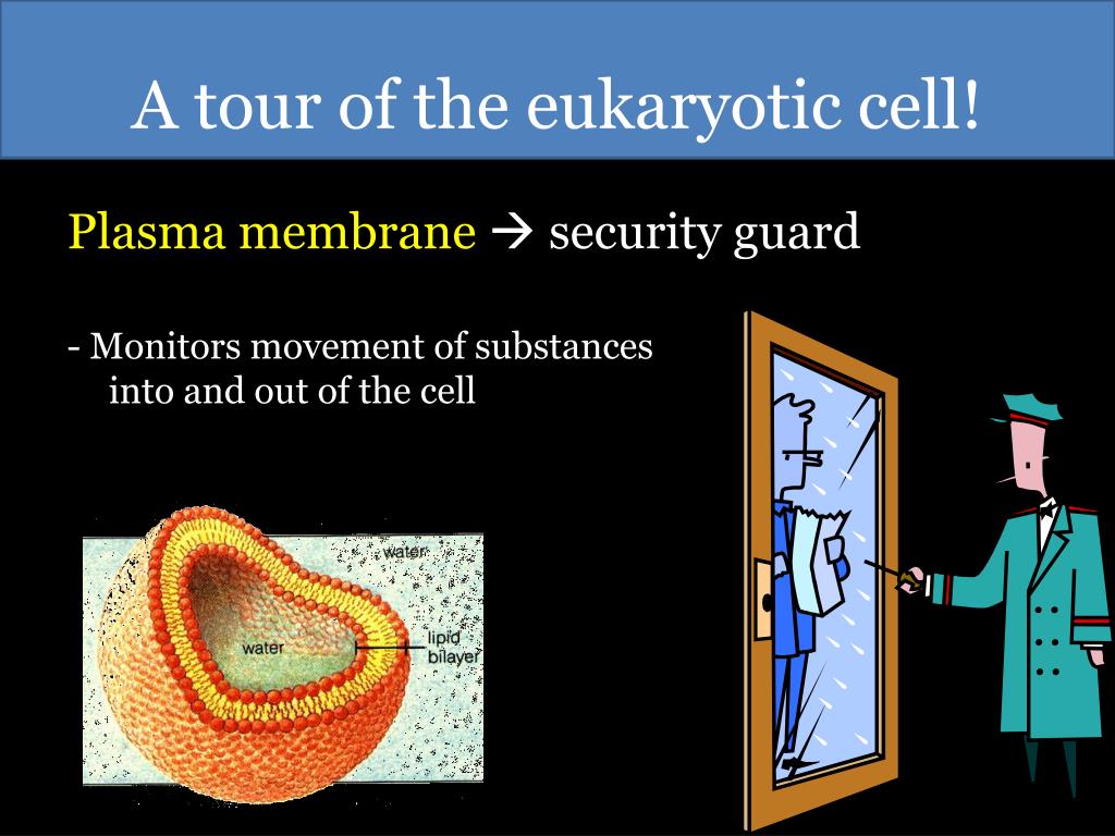 How Can A Cell Increase Its Surface Area