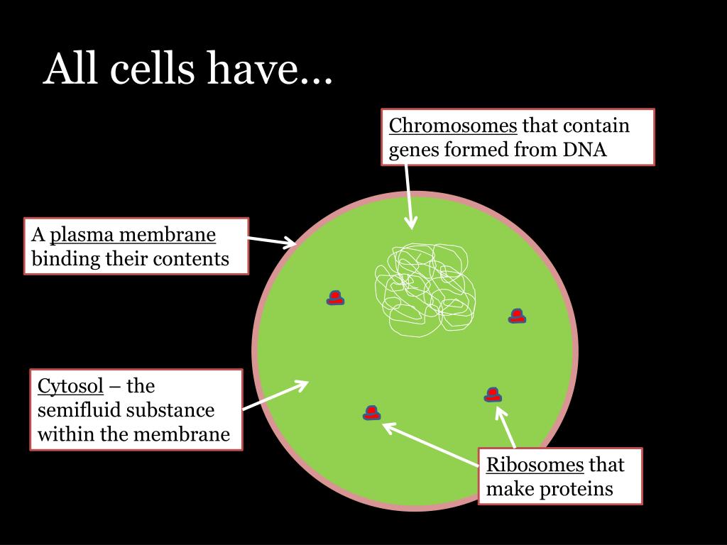 Ppt cell structure powerpoint presentation free download id 6805170