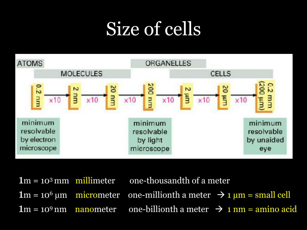Ppt cell structure powerpoint presentation free download id 6805170