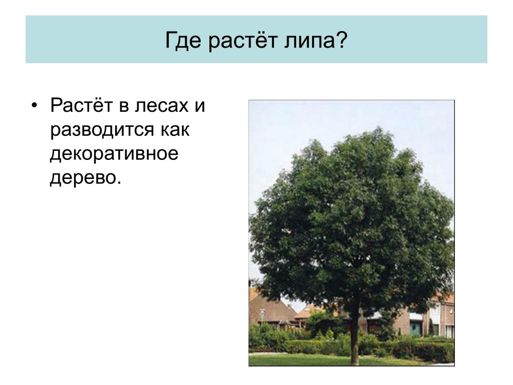 Предложение недалеко от дома росло дерево. Липа. Где растет липа. Липа дерево. Что растет на Липе.