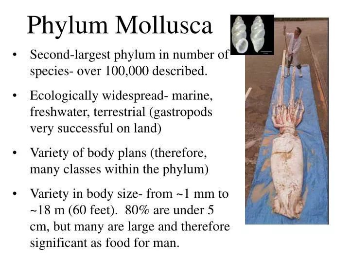 PPT - Second-largest phylum in number of species- over 100,000 described.  PowerPoint Presentation - ID:6808346