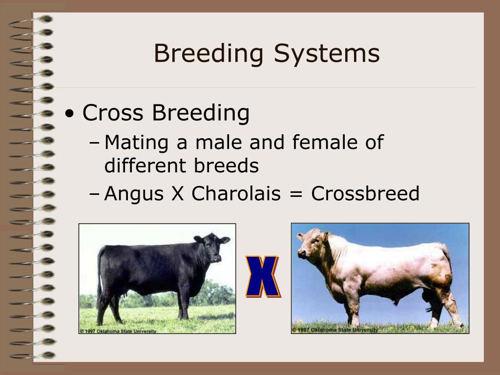 PPT Animal Reproduction and PowerPoint Presentation, free(03)