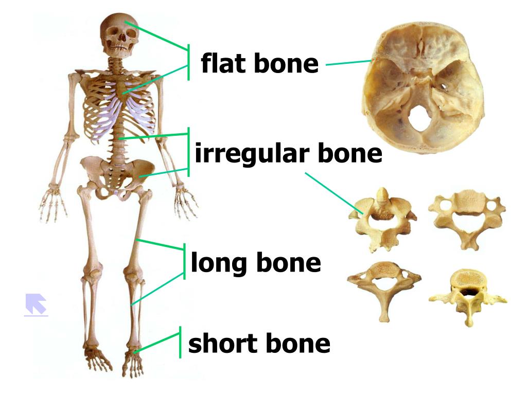 long bones flat bones