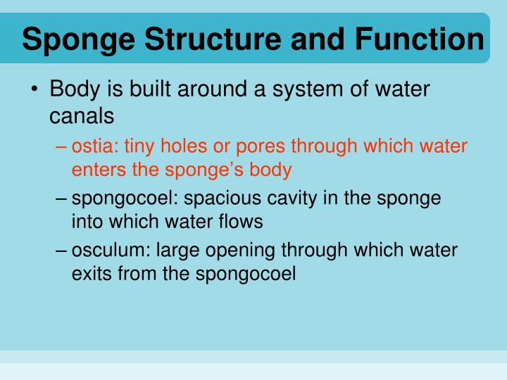 how do sponges move how do sponges move