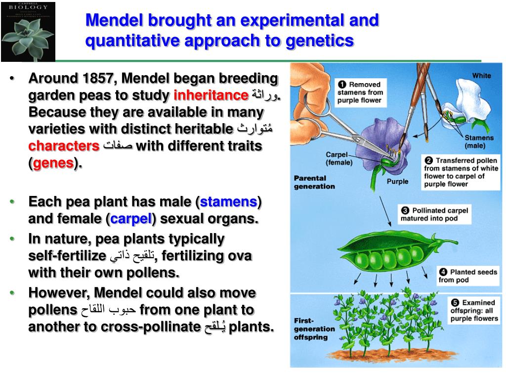 ppt-section-a-gregor-mendels-discoveries-powerpoint-presentation-free-download-nude-photo-gallery