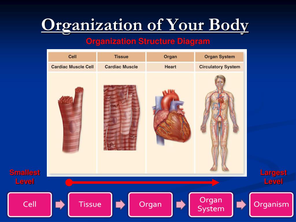 PPT - Tissues, Organs, and Systems PowerPoint Presentation, free
