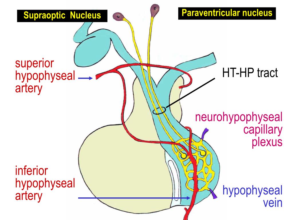 Ppt Hypothalamus Pituitary Pathways Powerpoint Presentation Free Download Id 6818560
