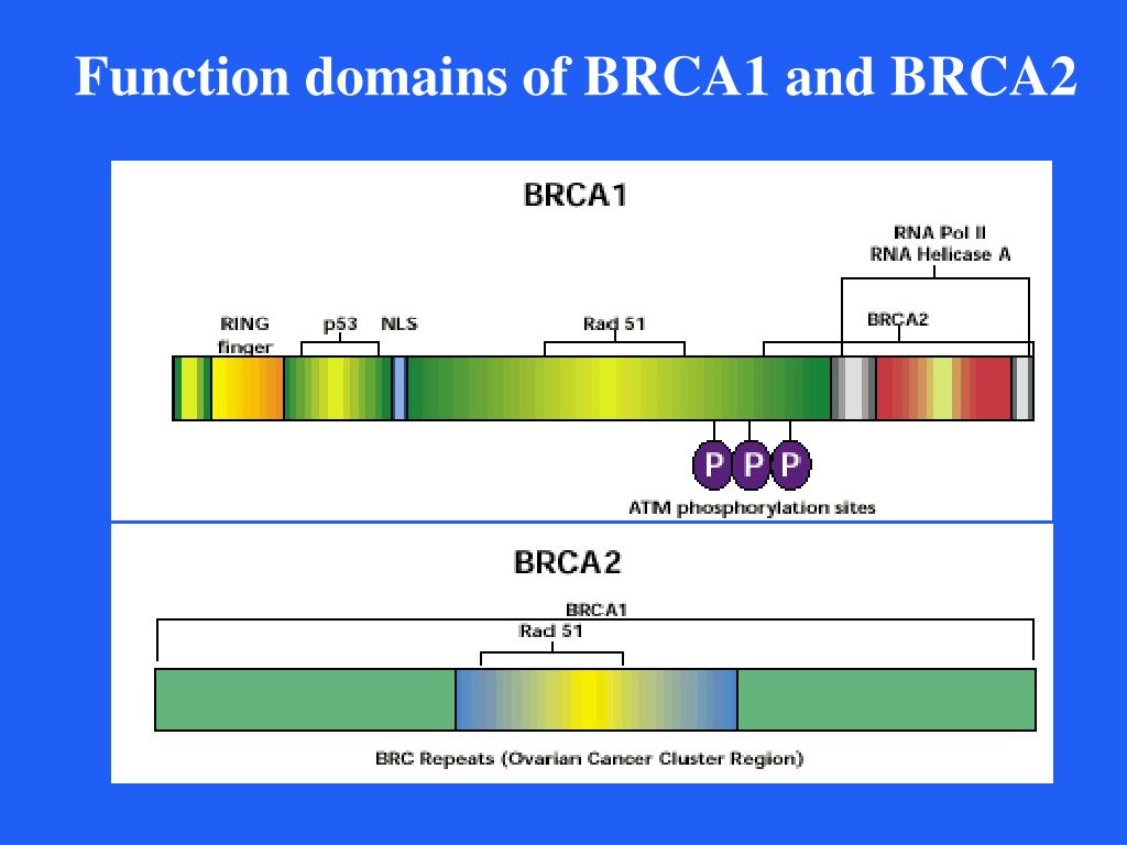 The Contribution of the BRCA1 and BRCA2 Genes to Hereditary ... Biology Diagrams