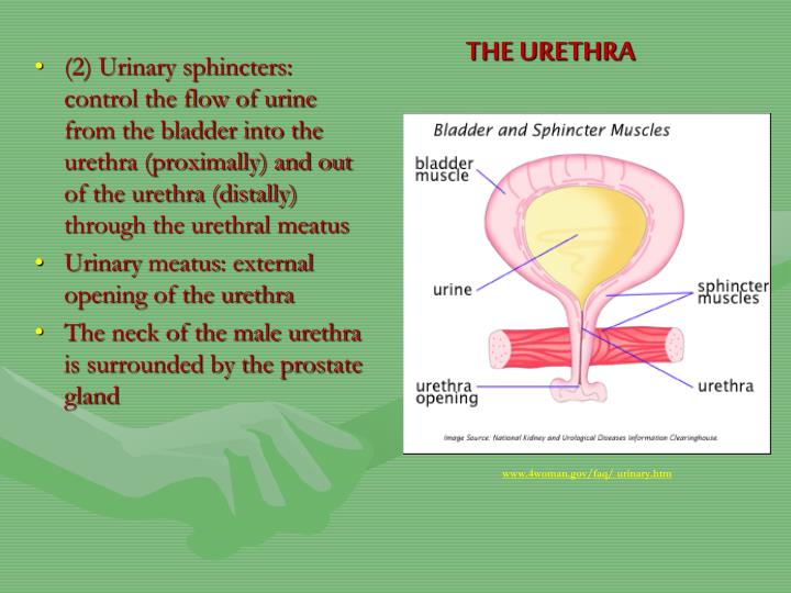 PPT Chapter 9 Medical Terminology and Chapter 20 Body Structures THE