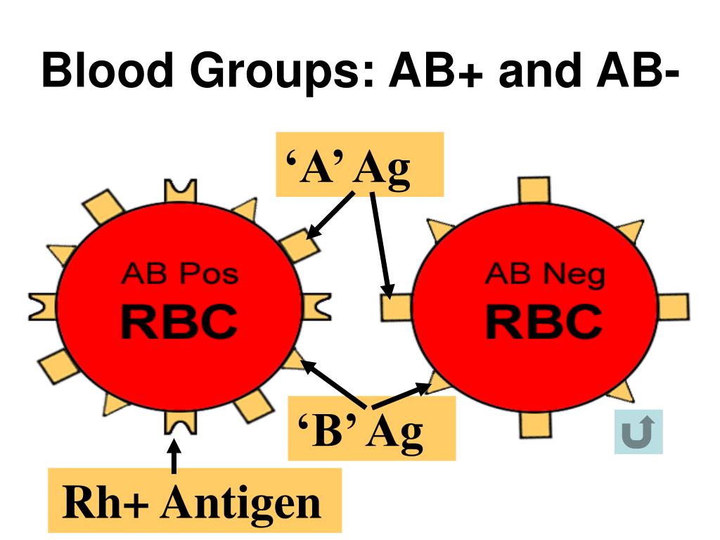 PPT Blood lab PowerPoint Presentation, free download ID6823050