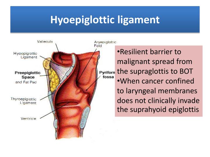 PPT Conservation laryngeal surgery PowerPoint Presentation ID6825162
