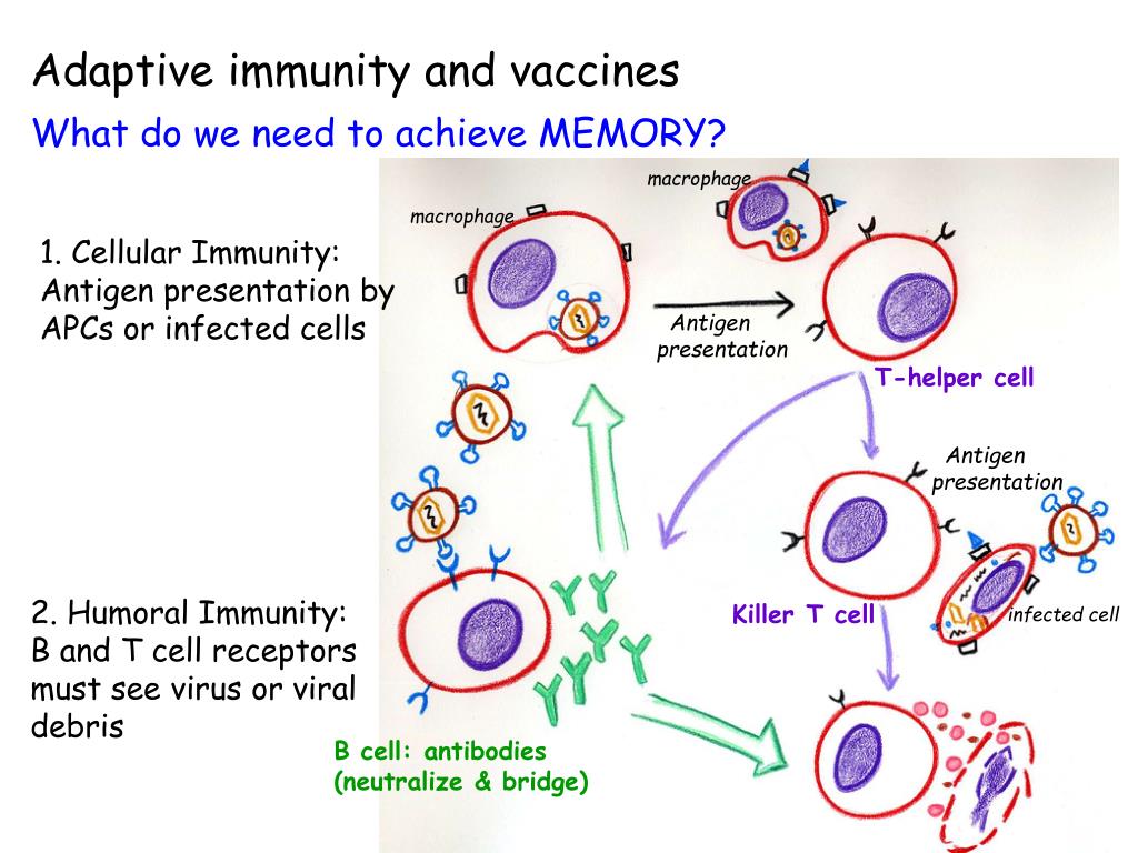 ppt - vaccine development: from idea to product powerpoint