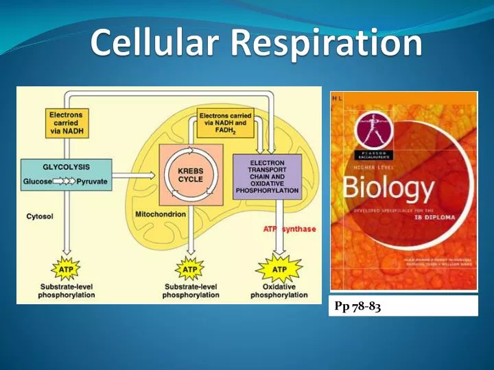 PPT - Cellular Respiration PowerPoint Presentation, Free Download - ID ...