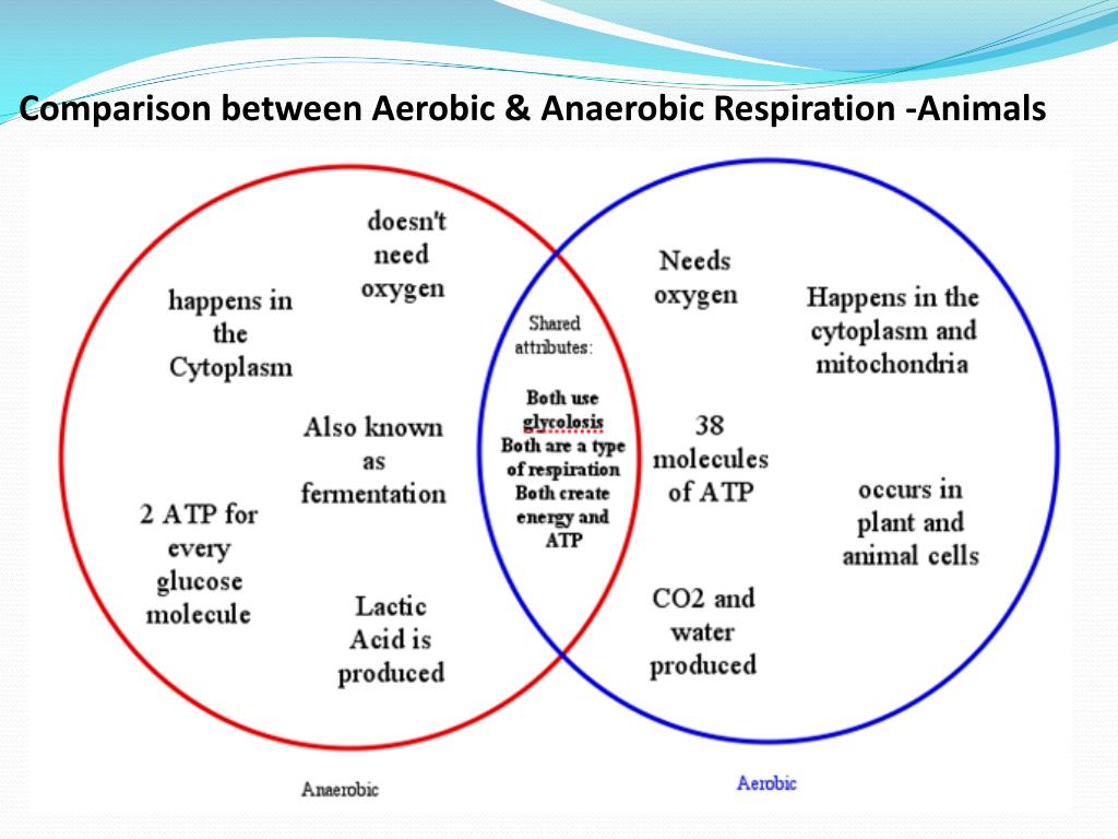 Compare between. Aerobic and anaerobic respiration. Comparison Table of anaerobic and Aerobic respiration. Aerobic respiration in bacteria. Fermentation and respiration differences.
